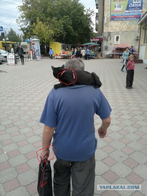 Гламурным кисам на заметку