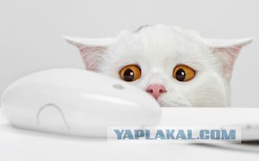 Кот - напёрсточник