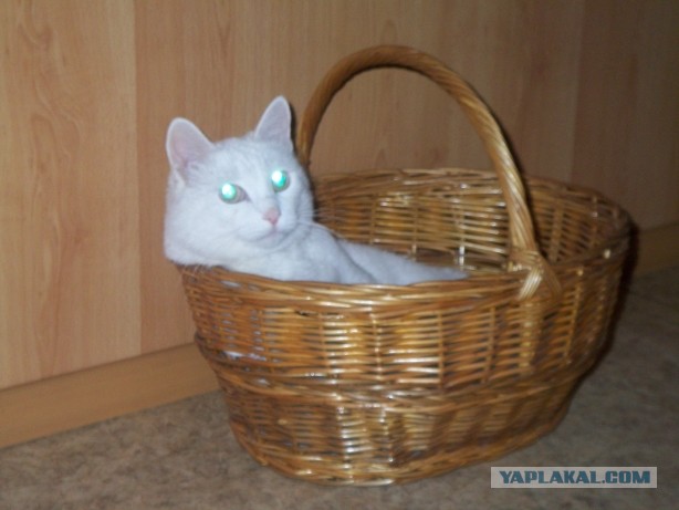 Кошиная жесть