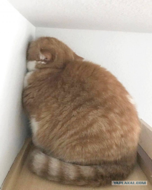 Странные фотки котеек