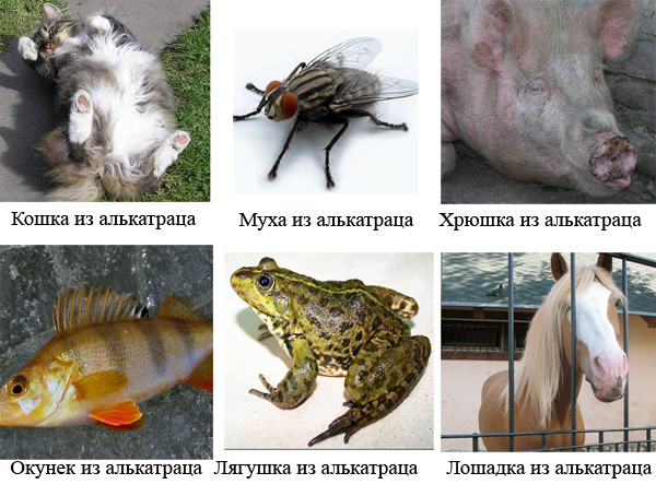 Чайка из Алькатраца