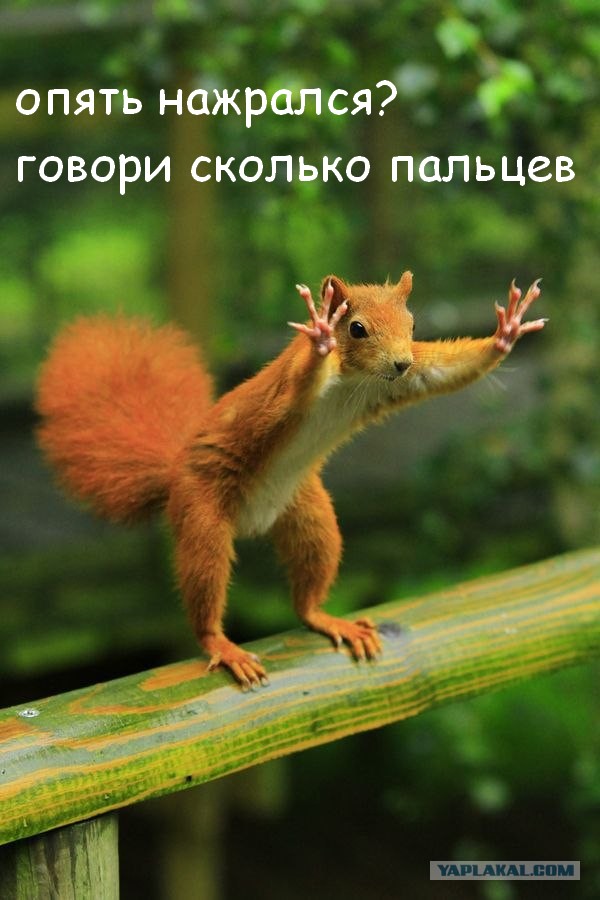 Фотожаба: Белка как бы говорит нам...
