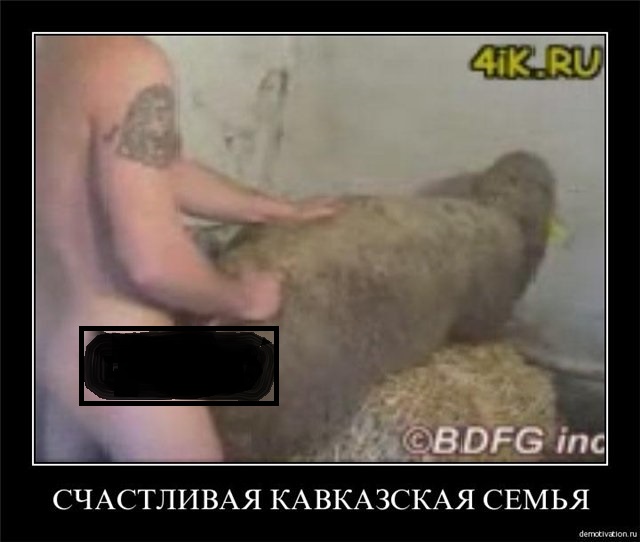 Хачи Ебут Овец