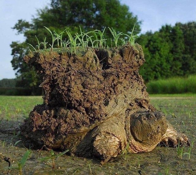 Случайный камуфляж животных