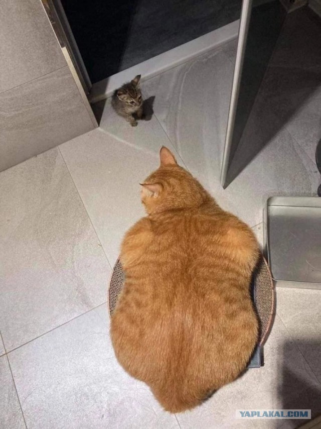 Кошаки