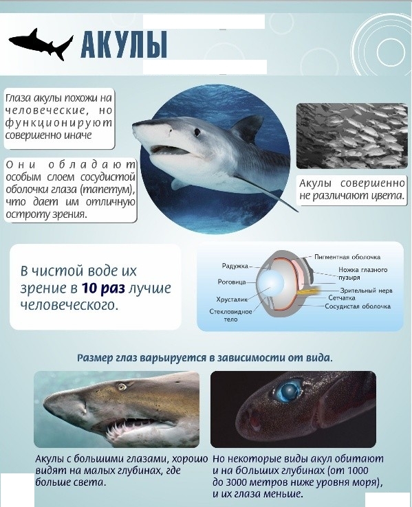 Удивительные факты о зрении у животных