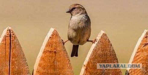 Девушки садятся на шпагат