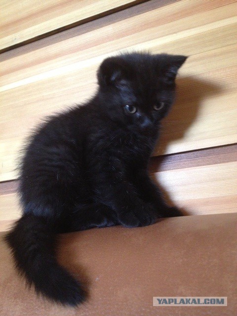 Котовторник 22.07.14