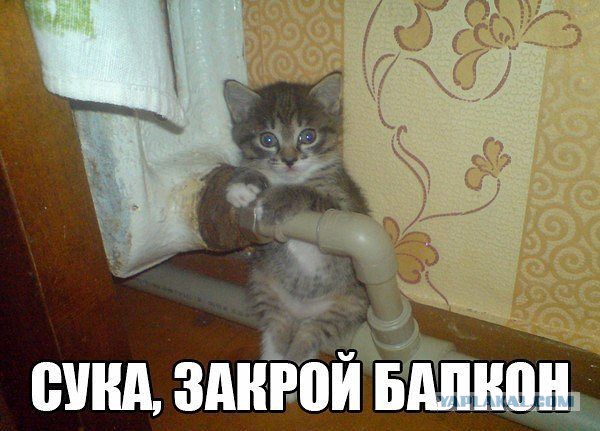Котовторник