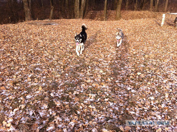 Реакция пса на вой волков