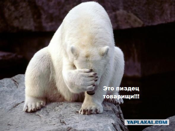 $309 тысяч на пластику