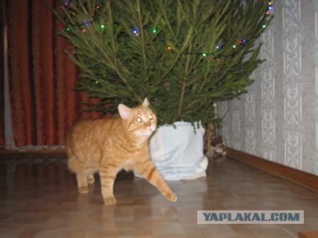 Котовторник