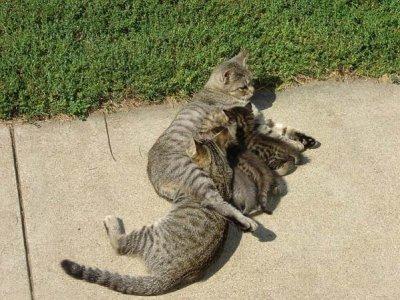 Коты, кошки, котята