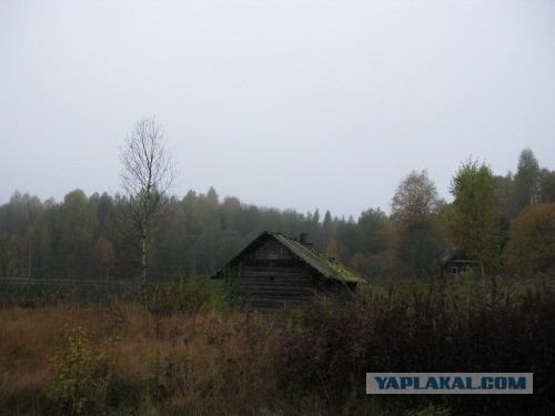 Веппский край, Южная тайга