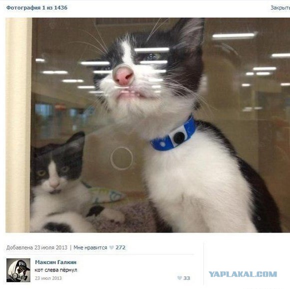 Смешные комментарии из социальных сетей 05.02.2016