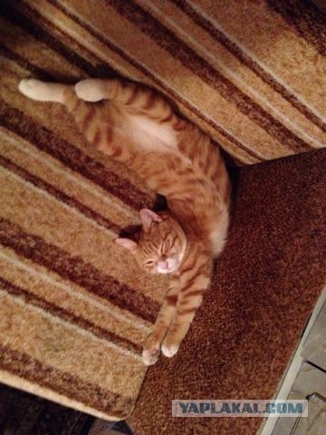 Мимимишности пост