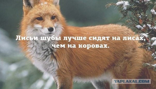 Картинки из ваших этих итернетов...