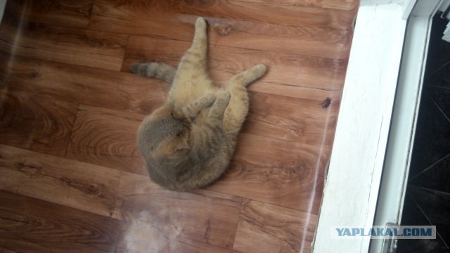 Котовторник 28.06.2016