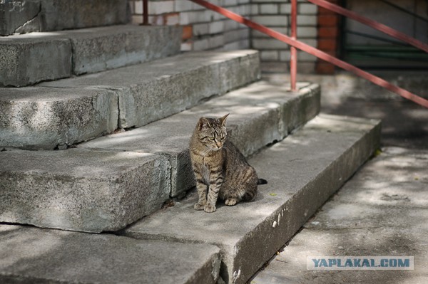 Котовторник 05.07.16