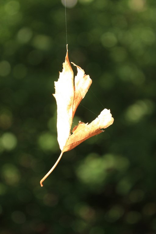 Макросъемка. Делитесь лучшими фото.
