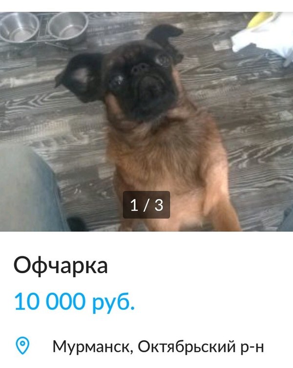 Смешные комментарии из социальных сетей 12.05.2017