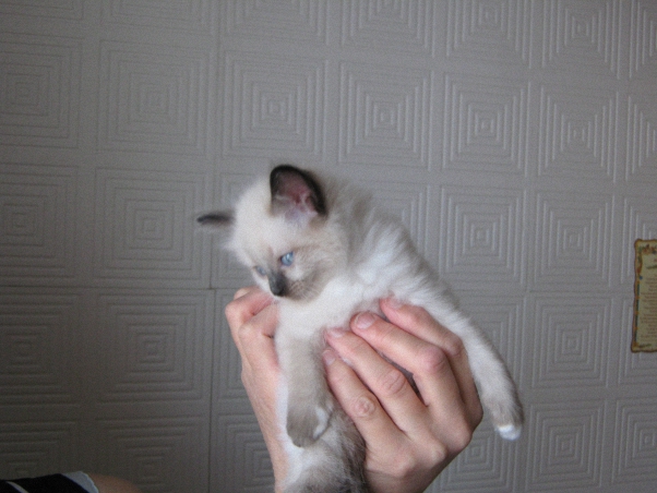 Котовторник 1.11.11