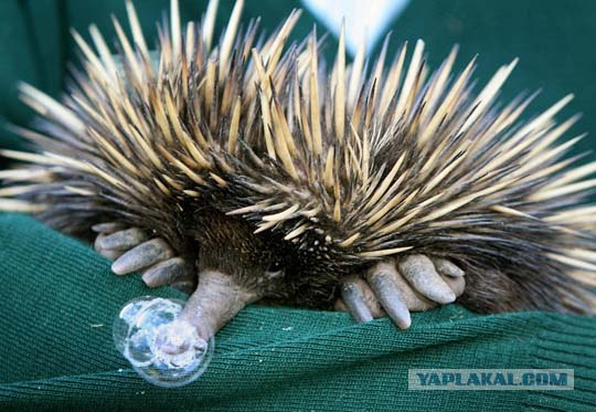 Очень острый опыт бульдожки