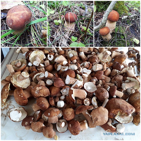 Кулинарный парад в честь 23 февраля