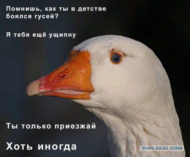 Немного картинок с надписями и без - 11