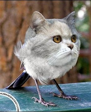 Hекоторые pедкие виды кoтов