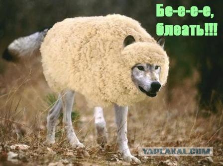 Какой-то лев подозрительный...