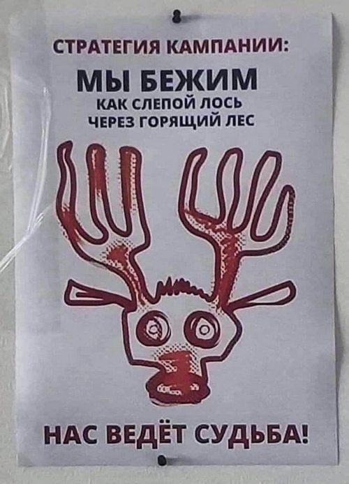 Белку знаю, енотика тоже, а это лось