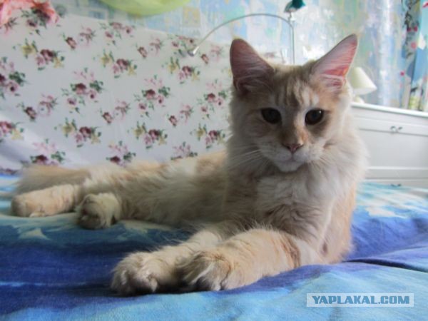 Котовторник 23.07.2013