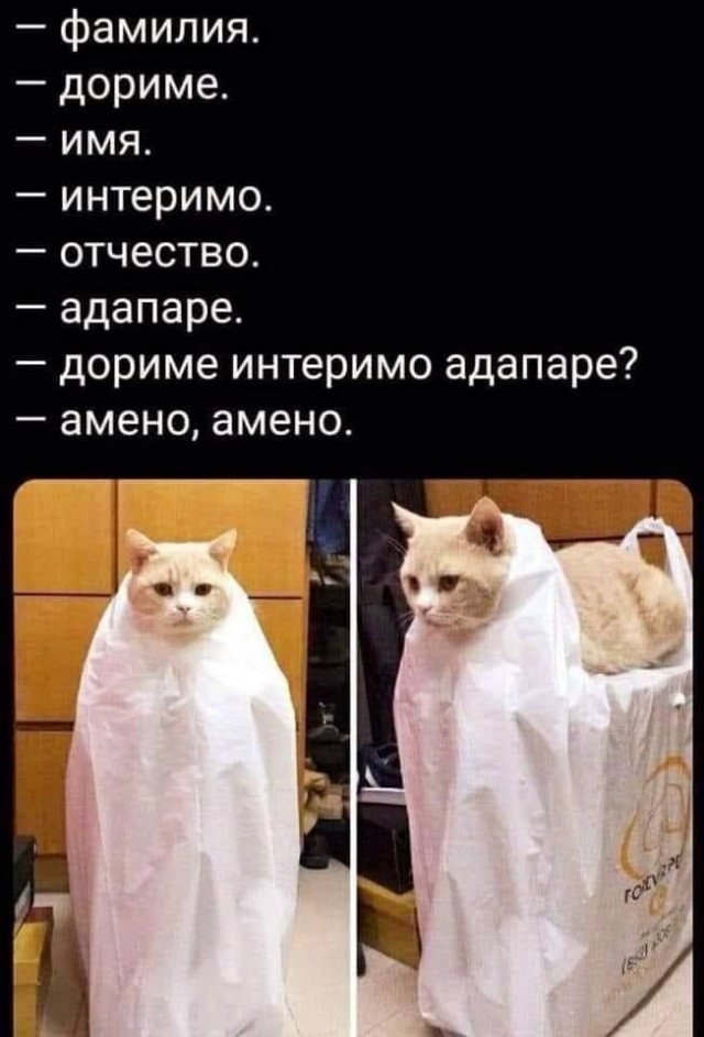К котовторнику: подборка картинок-баянов с котиками и про котиков. Выпуск 40.