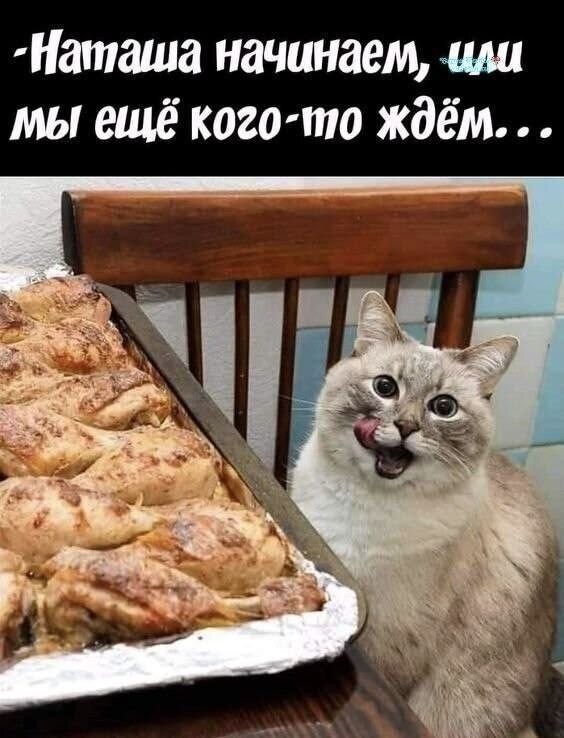 К котовторнику: подборка картинок-баянов с котиками и про котиков. Выпуск 46