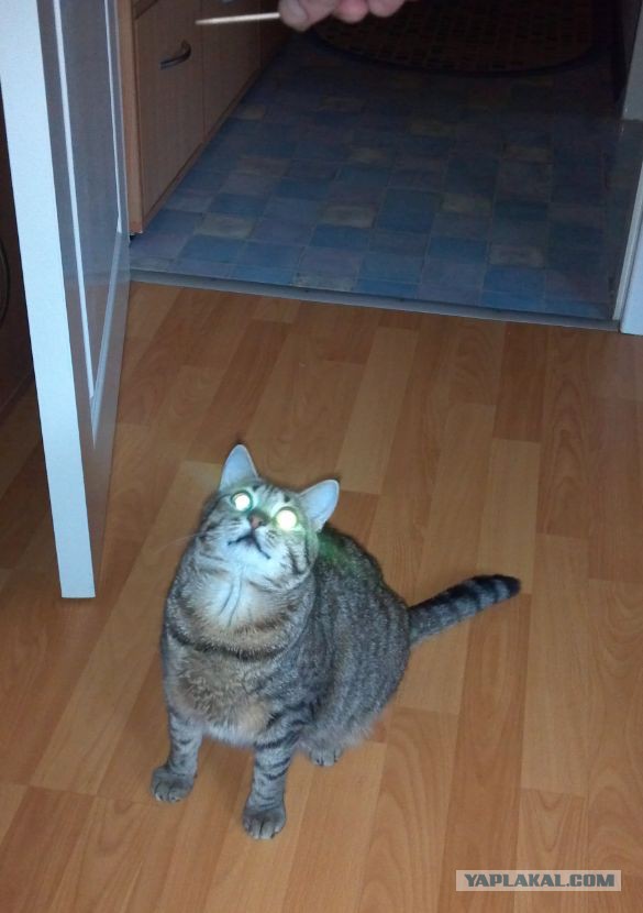 Котовторник 26.11.2013