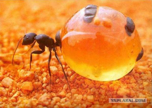 Как муравьи обороняются от птиц