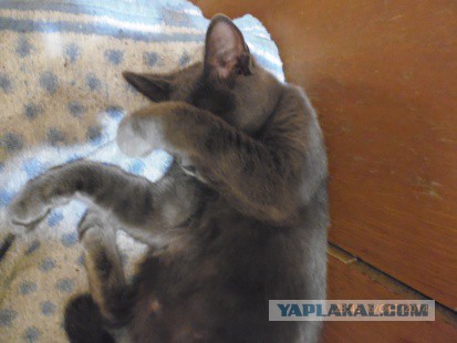 Котовторник 7.10.2014