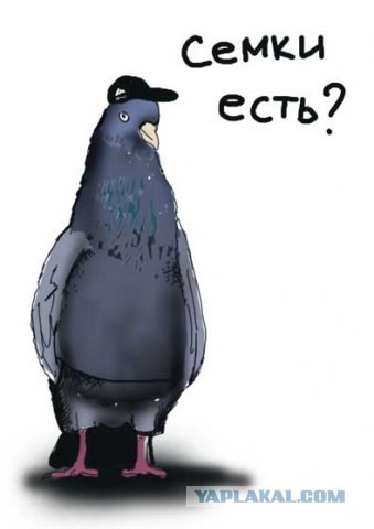 Названия программ бывают разные