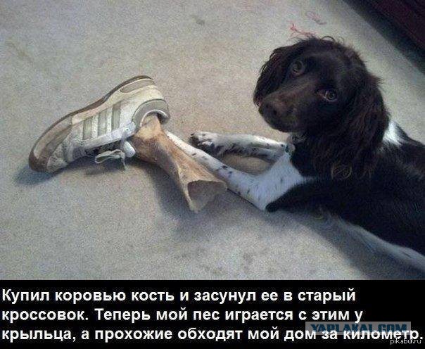 Собакофотоприколы