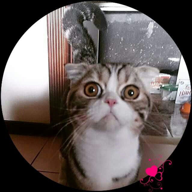 Котовторник