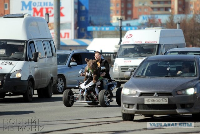 Выгул медведя во дворе в Перми