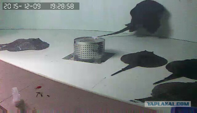 За что я люблю китайцев