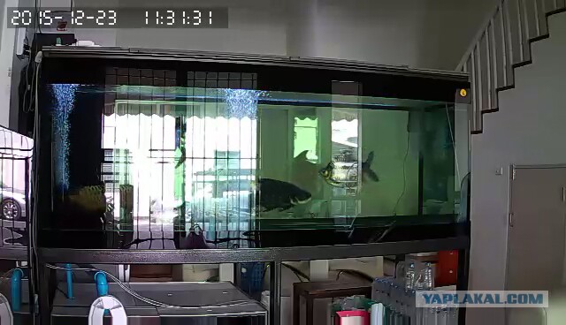 За что я люблю китайцев