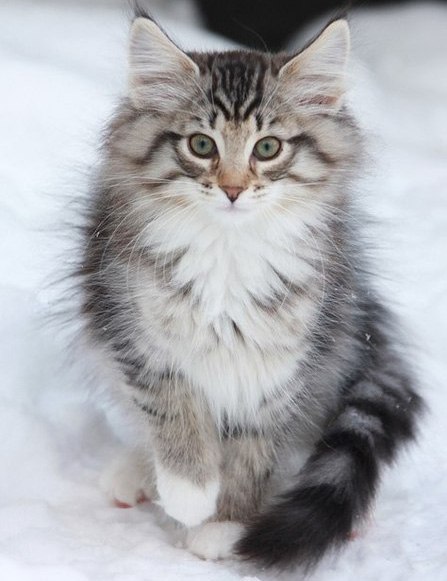 Коты и Кошки