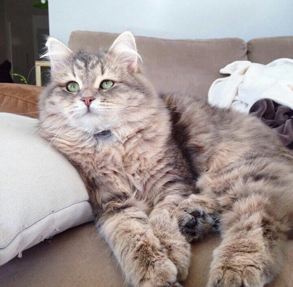 Коты и Кошки