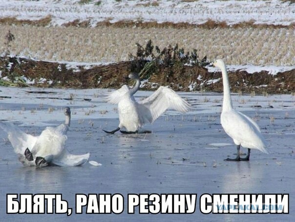 Забавные комментарии, шутки и фразы из этих ваших интернетов