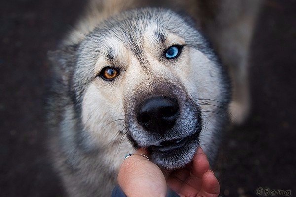 Живность из сети