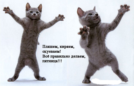 Кошак в шоке