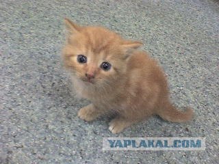 Котовторник: начало